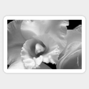 White Orchid Sticker